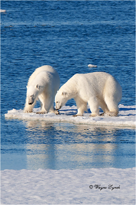 Polar Bears Interacting 115 by Dr. Wayne Lynch &copy;
